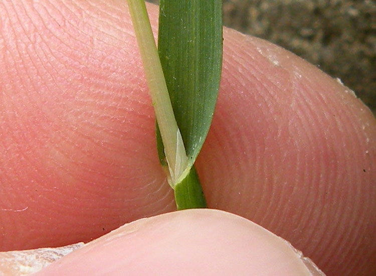 Pu� essere... Poa annua?